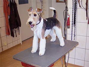 fertig frisierter Foxterrier