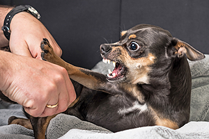 Problemhundetherapie